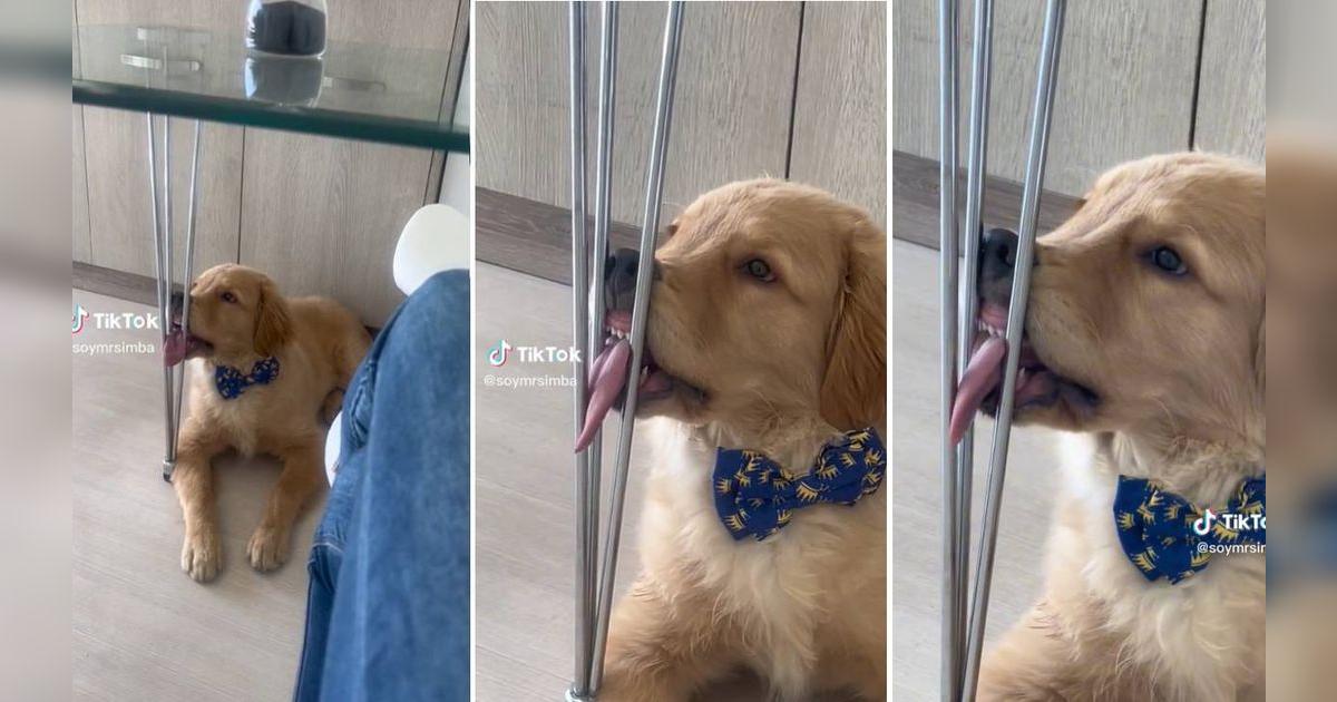 TikTok viral: Perrito hace reír a los usuarios por su forma de ...