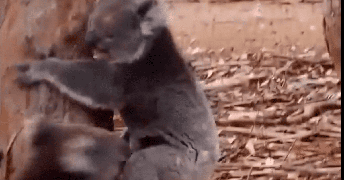 gif de koala dormido