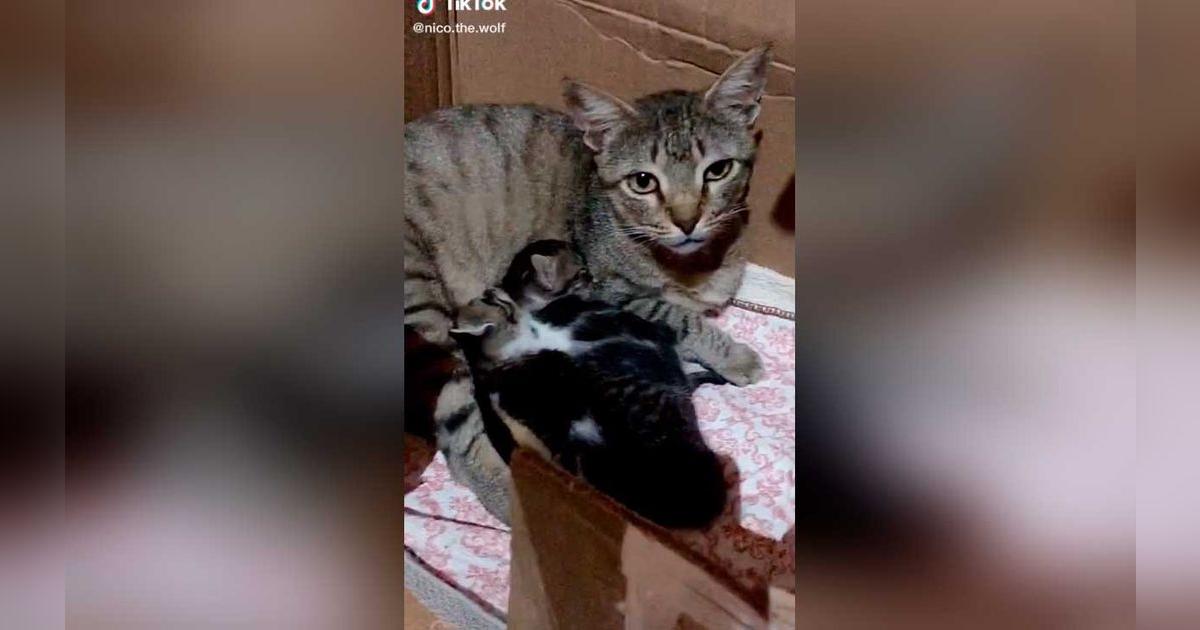TikTok viral: gata callejera guía a joven hasta sus dos crías para que