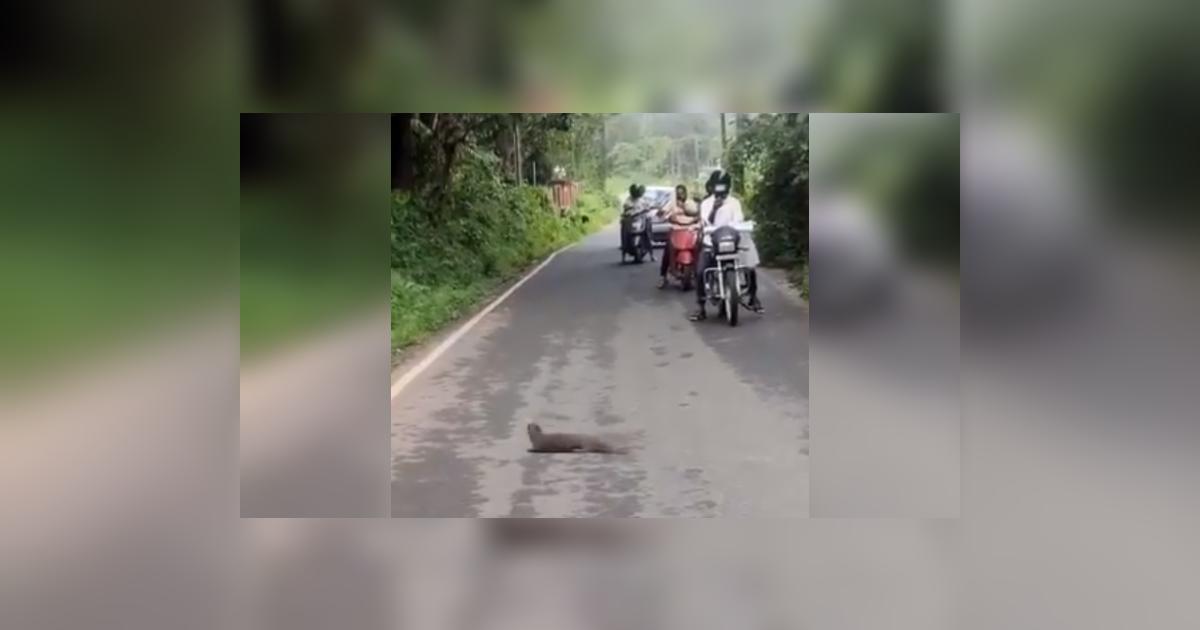 YouTube viral cobra real intenta escapar de una hambrienta mangosta y