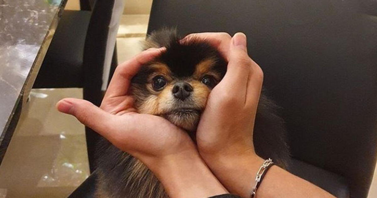 BTS | Conoce A Yeontan, Mascota De Taehyung: Cumpleaños, Raza, Nombre Y ...