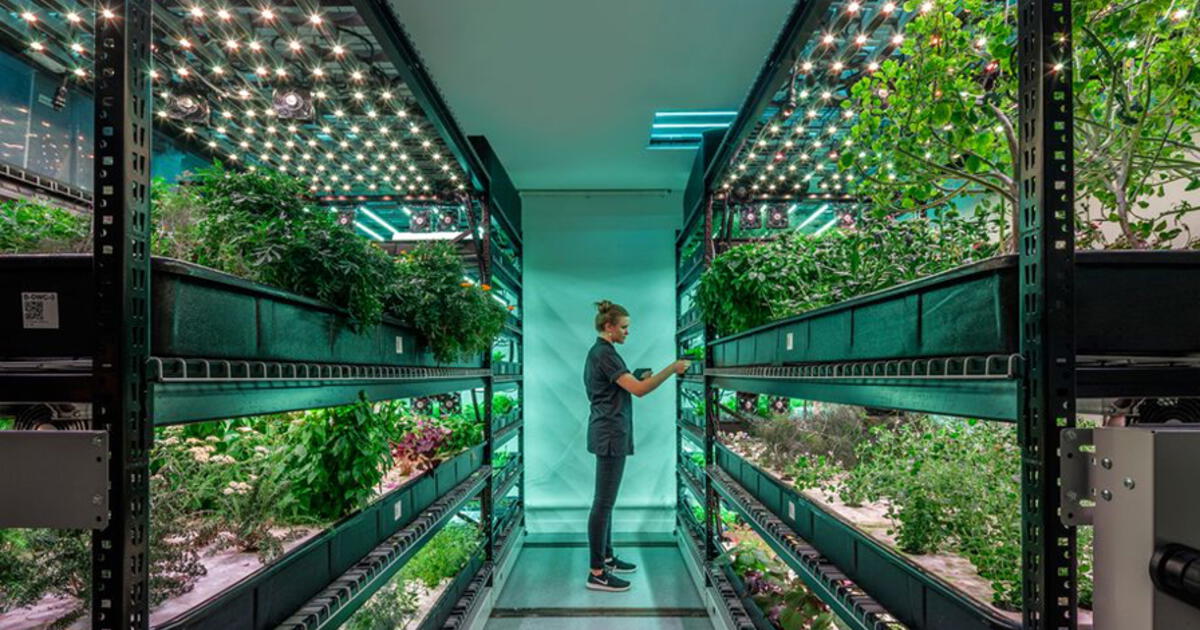 Agricultura Vertical, El Millonario Negocio De Las Frutas Y Verduras ...