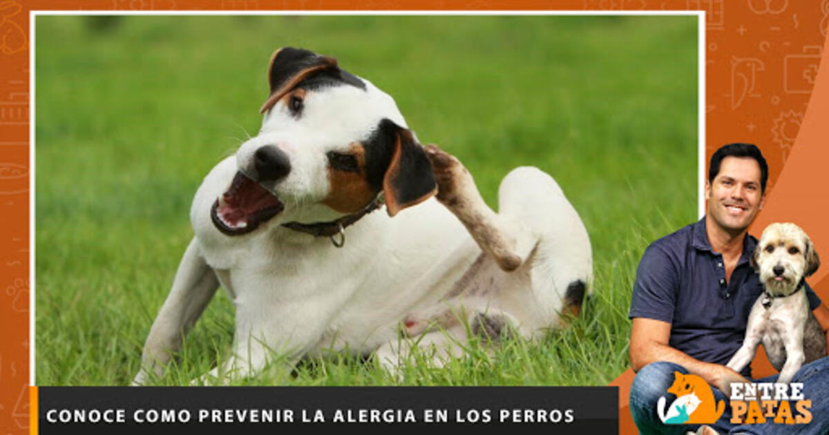 Conoce Como Prevenir La Alergia En Los Perros Entre Patas Mascotas La República