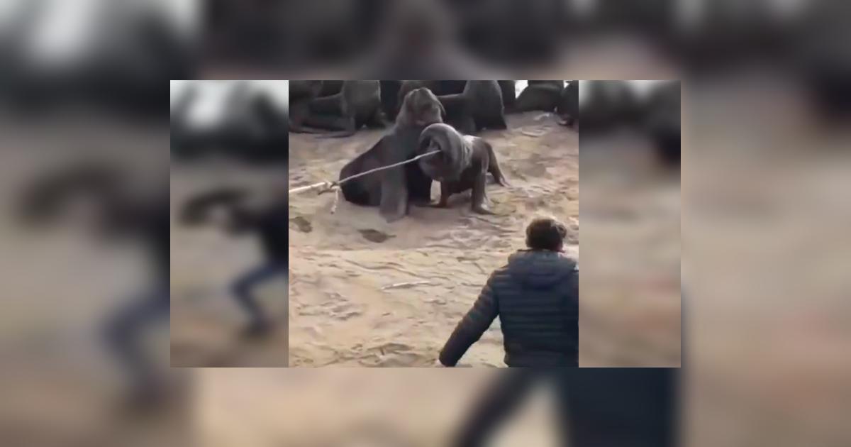 YouTube viral: hombre pone su vida en peligro al quitarle neumático del ...