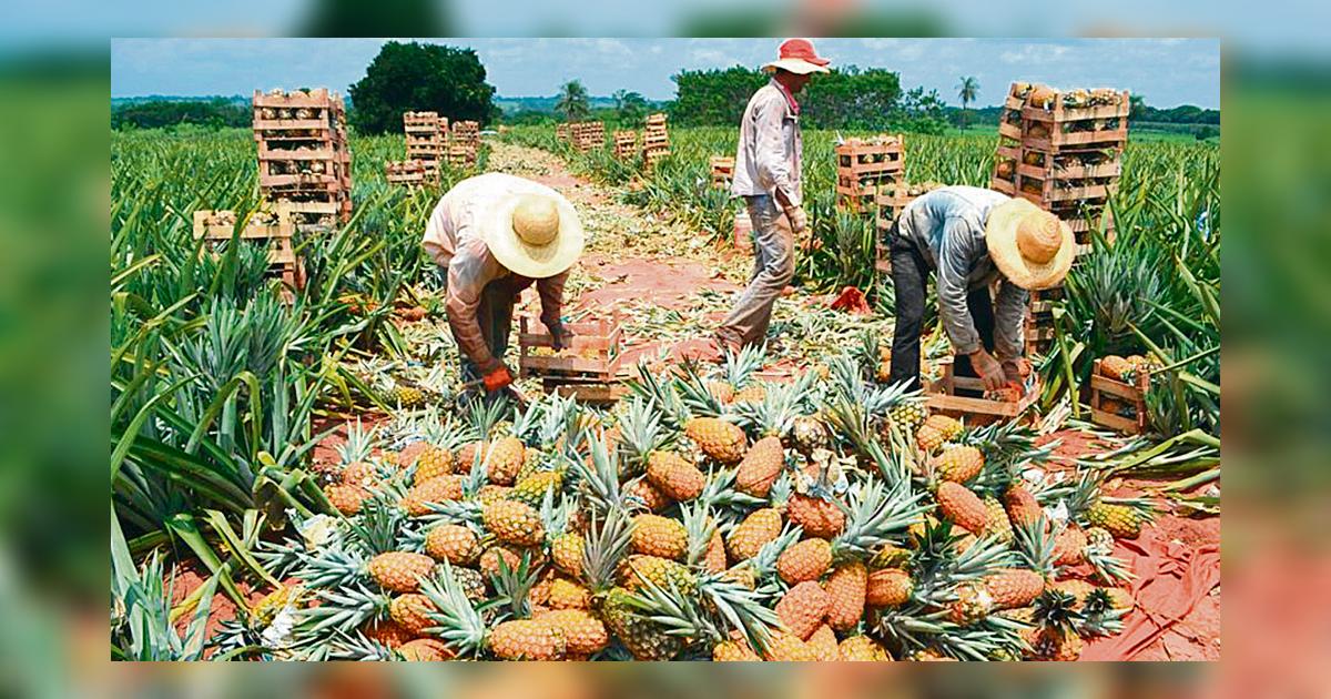 Cosecha de piña Golden genera expectativa en agricultores del valle viejo