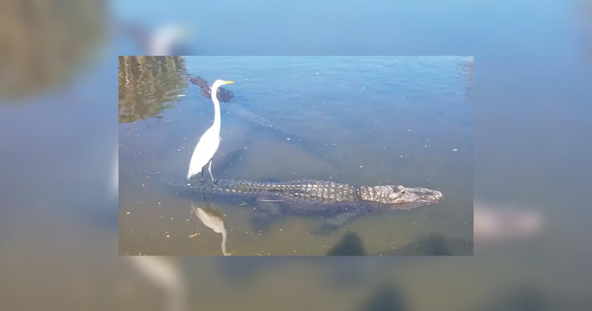 YouTube viral: intrépida ave utiliza a cocodrilo para hacer 'surf' y ...