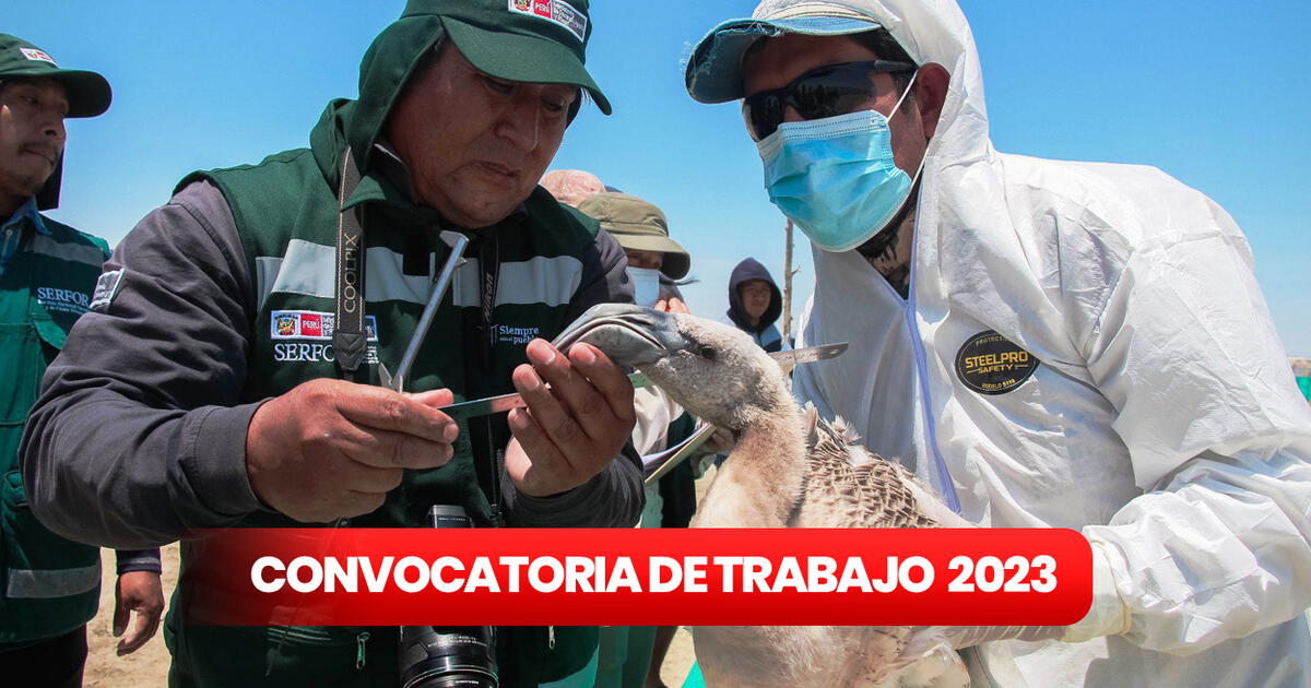 Convocatoria De Trabajo En Serfor 2023 Revisa Cómo Postular A Puestos Convocatoria De Trabajo En Serfor 2023 Revisa Cómo Postular A Puestos