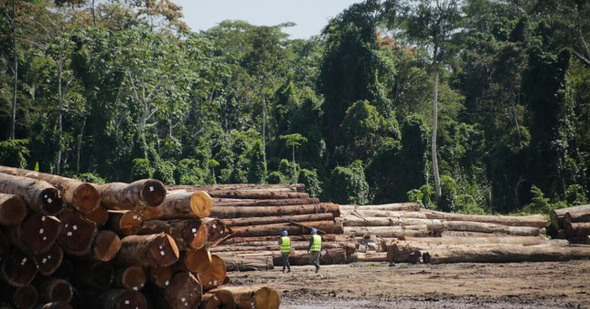 La Trazabilidad De La Madera: Herramienta De Bienestar Económico ...