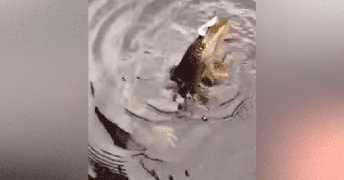 VIDEO: El pez duende, una extraña criatura marina con cabeza transparente
