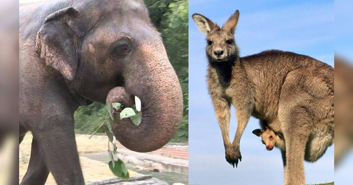 ¿Qué es un animal vivíparo y cuáles son sus principales características? Easy Reader ¿Qué es un animal vivíparo y cuáles son sus principales características? Easy Reader
