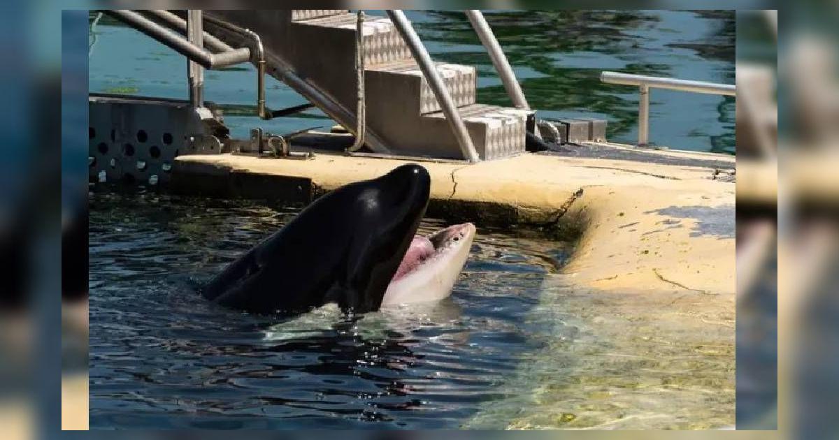 Facebook Viral Orca Perdió Sus Dientes Tras Morder Su Estanque Y Vivió