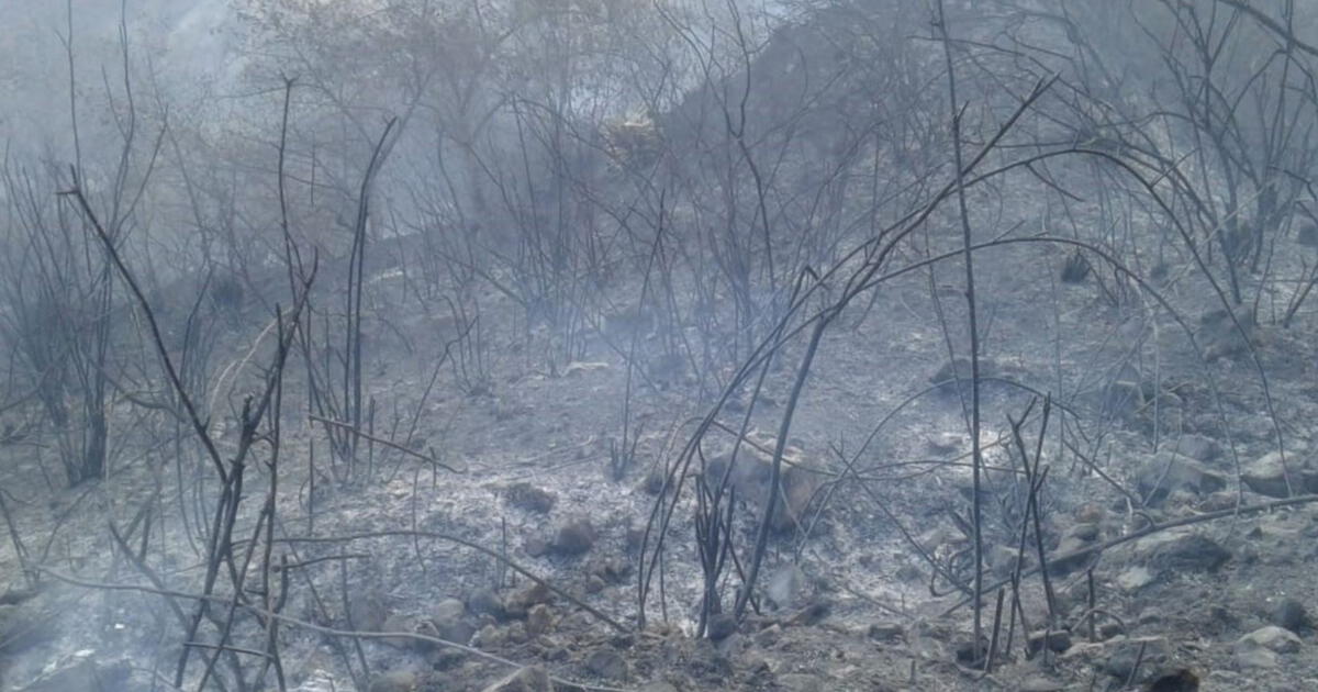 Puno Controlan Incendio Forestal Que Arrasó Con 800 Hectáreas De Pastizales Sociedad La 7661