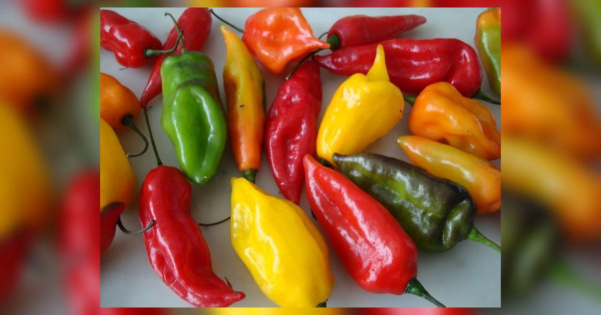 Ají peruano | gastronomía | Perú celebra hoy el Día Nacional de los ...