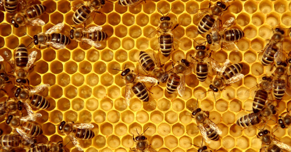 Alas de abeja extragrandes -  México