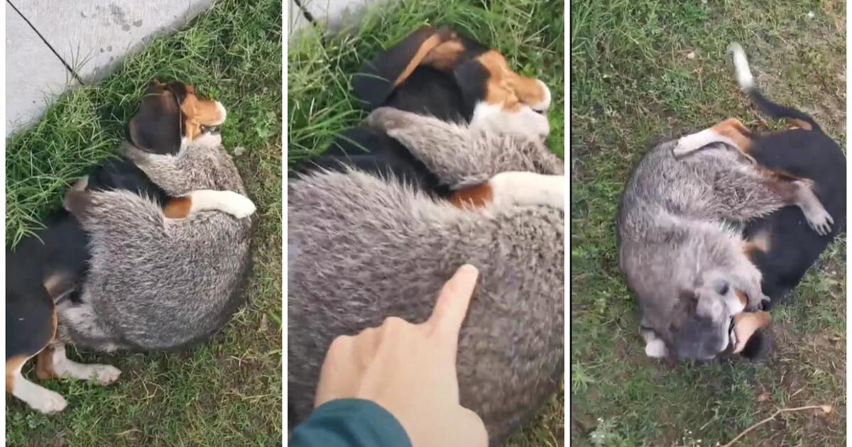 Mapache abraza con firmeza a una perrita y no la quiere soltar