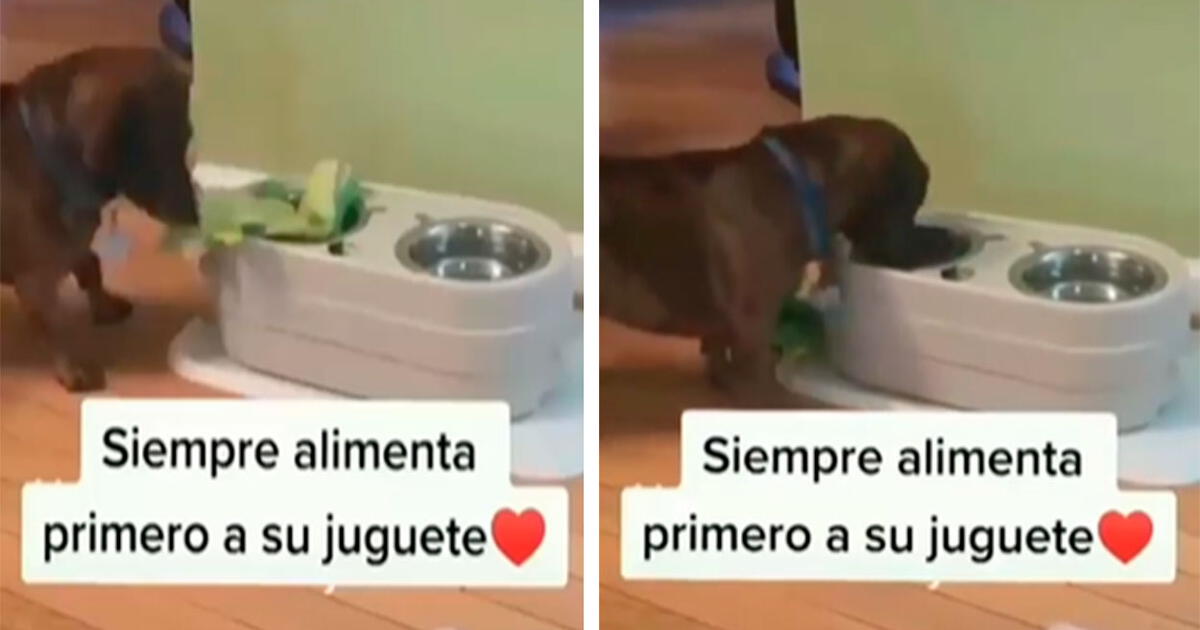 por qué mi perro se alimenta de animales de peluche