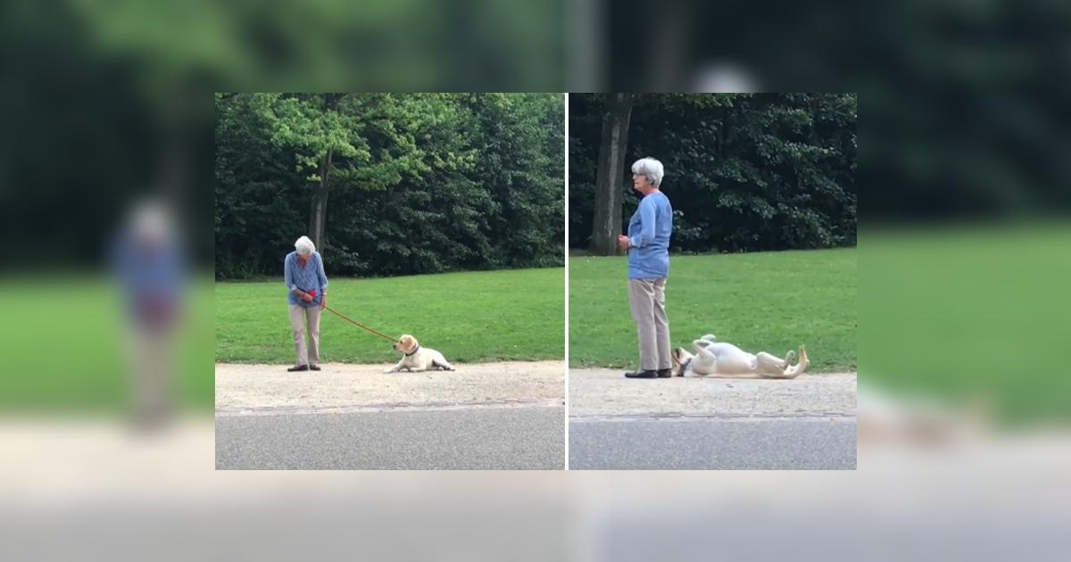 TikTok viral: mujer sale a pasear al parque con su perro y este se ...