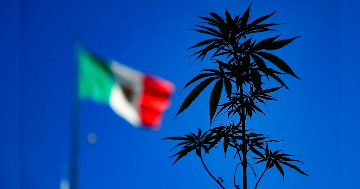 Qué impacto tendrá la legalización de cannabis en México sobre el ...