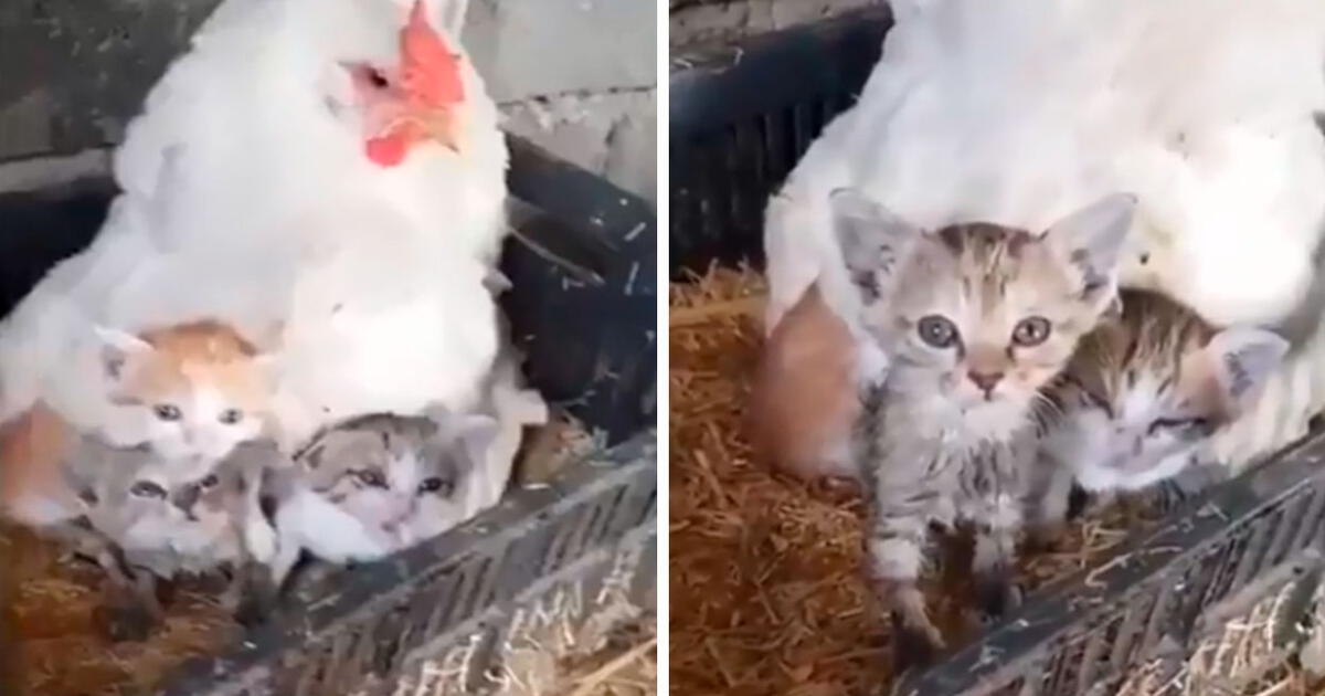 Gallina cuida a pequeños gatitos y los protege como si fueran sus crías