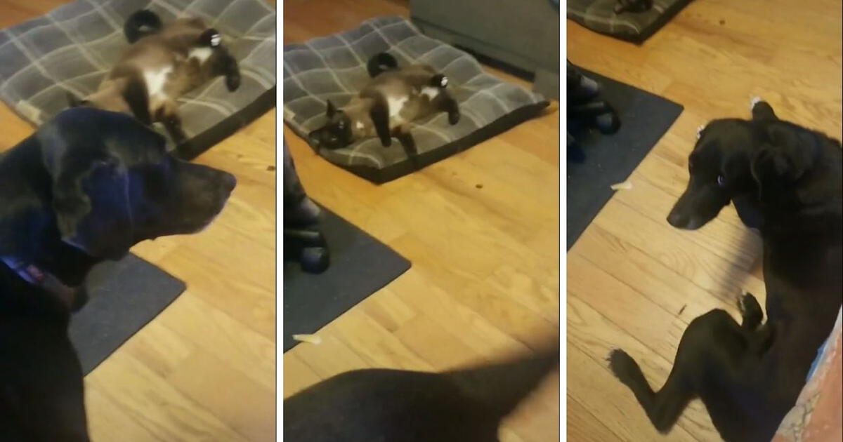 Gato se echa en la cama de un perrito y el can llora