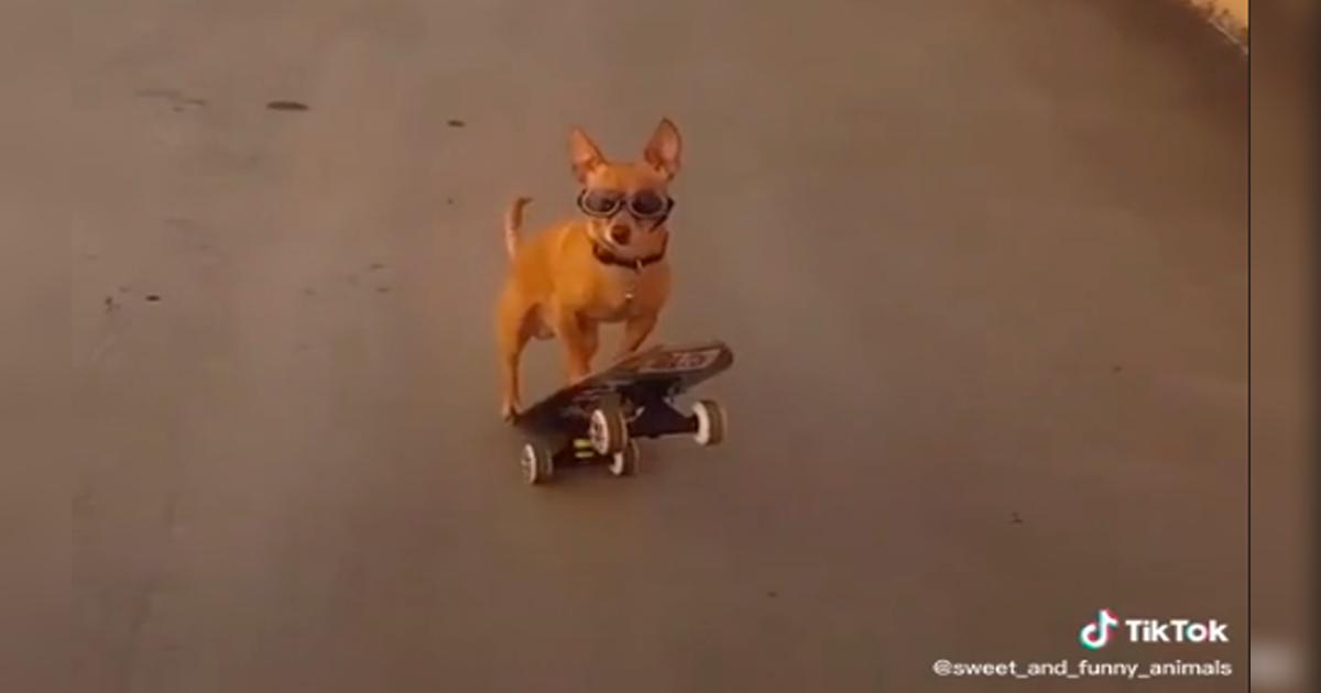 TikTok viral: perrito demuestra que es todo un experto montando una