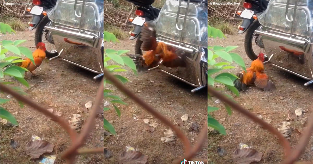 Tiktok Viral Due A De Gallo Graba A Su Querida Mascota Peleando Con Su Propio Reflejo