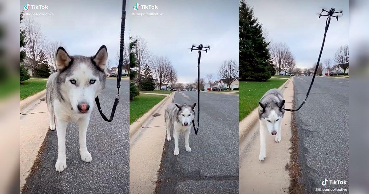 TikTok Viral: Hombre muestra la ingeniosa forma de pasear a su perro ...