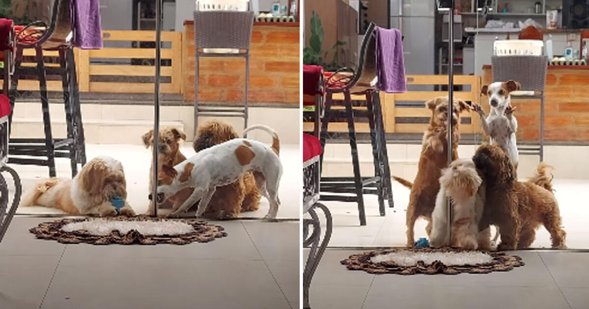 Tiktok Viral Perros Se Las Ingenian Para Abrir La Puerta De La Habitación De Su Dueña Y Entrar 7714