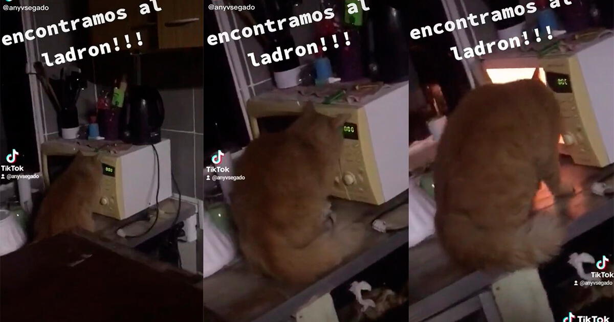 TikTok Viral: Mujer Se Esconde Y Descubre Cómo Su Gata Abre El ...