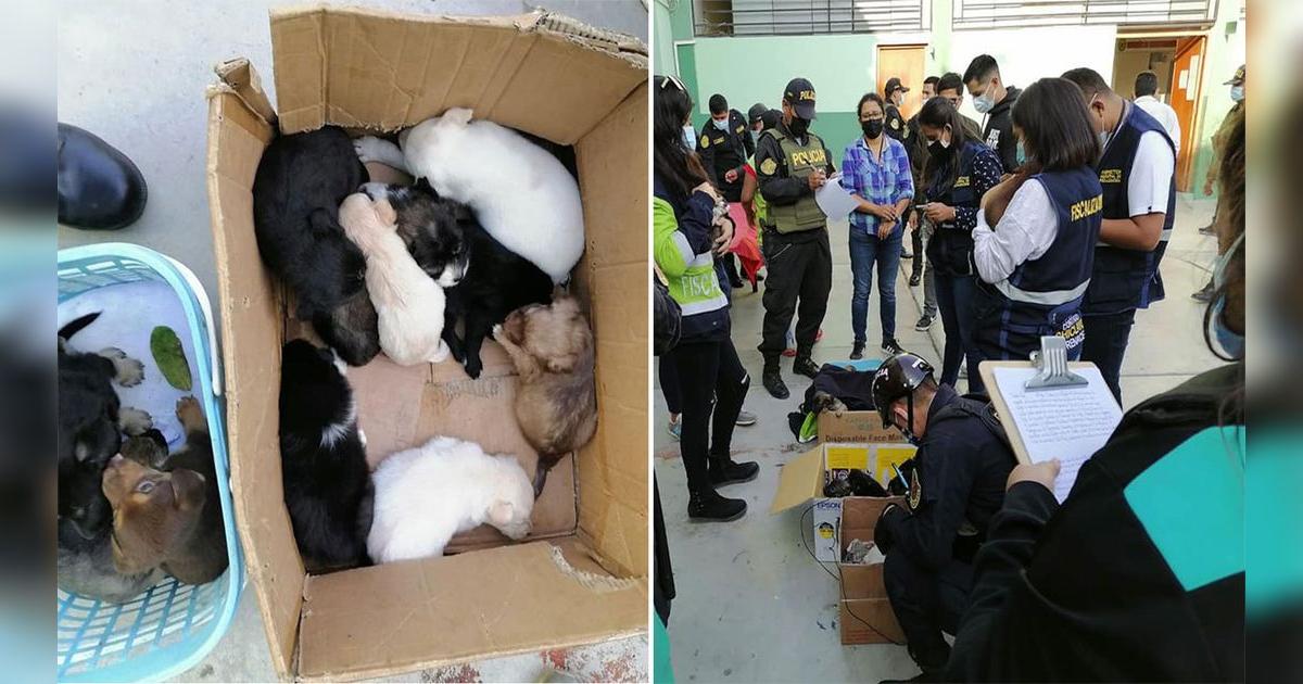 Venta Ilegal De Mascotas 26 Cachorros Fueron Rescatados En El Centro venta-ilegal-de-mascotas-26-cachorros-fueron-rescatados-en-el-centro