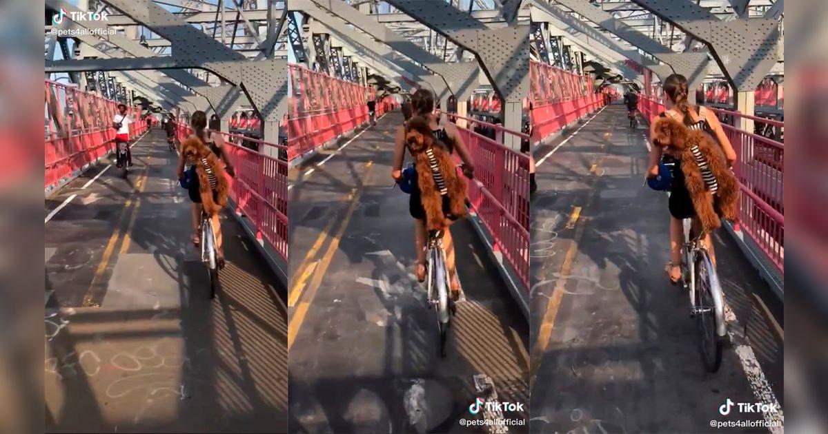 TikTok Viral: captan a tierno perrito saliendo a pasear con su dueña en ...