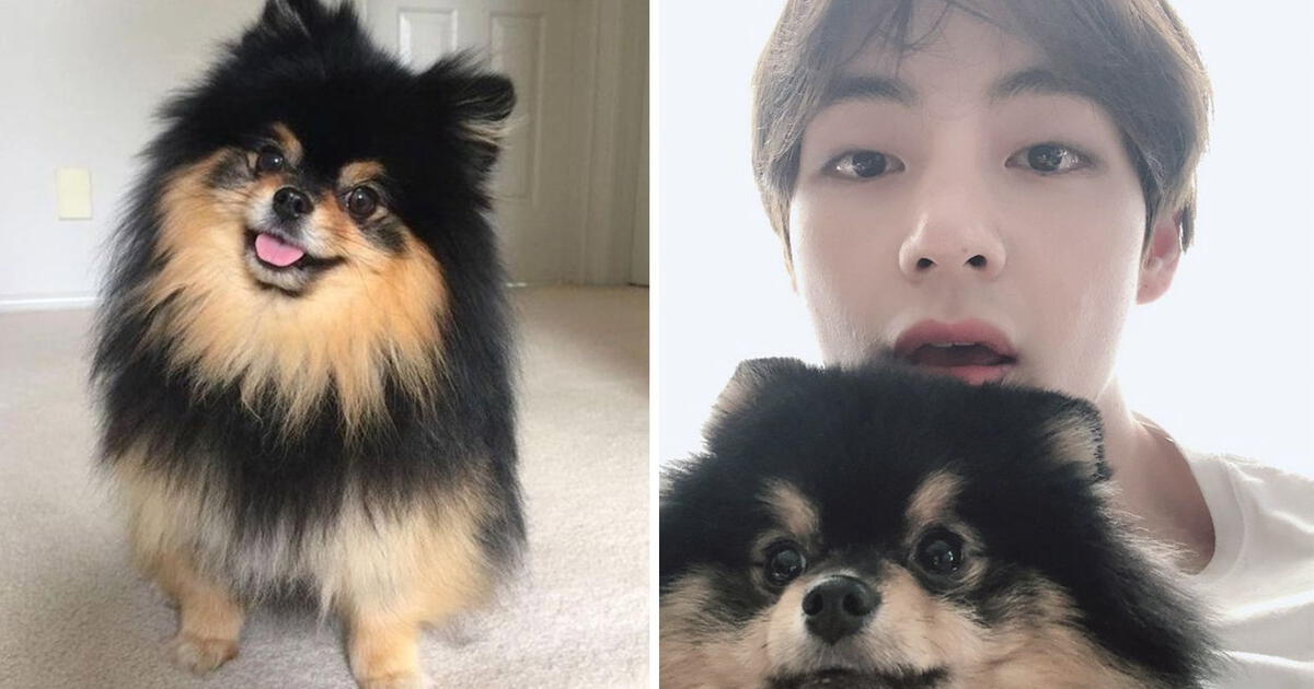 Yeontan Y Taehyung: El Día En Que V Presentó A Su Mascota Ante ARMY ...