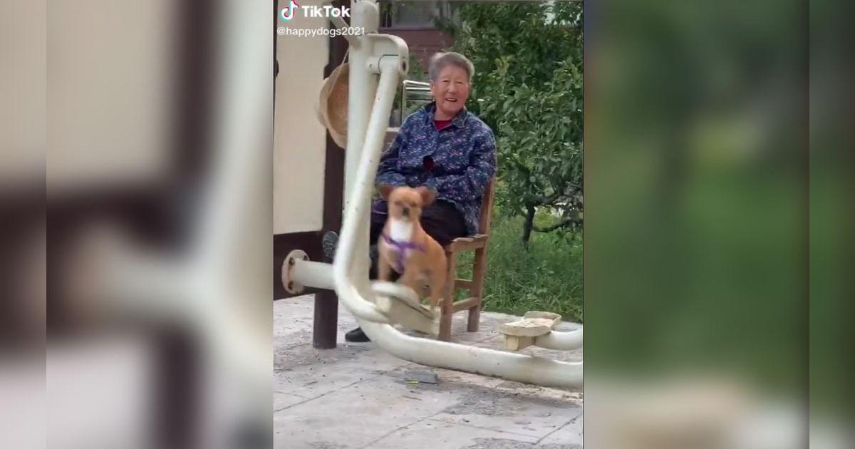 TikTok viral: Abuela lleva a su perrito al parque y este se divierte en ...