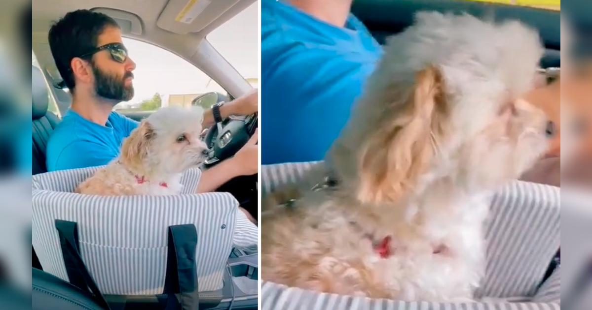 TikTok viral: lleva de paseo a su perro en el carro y este contempla la ...