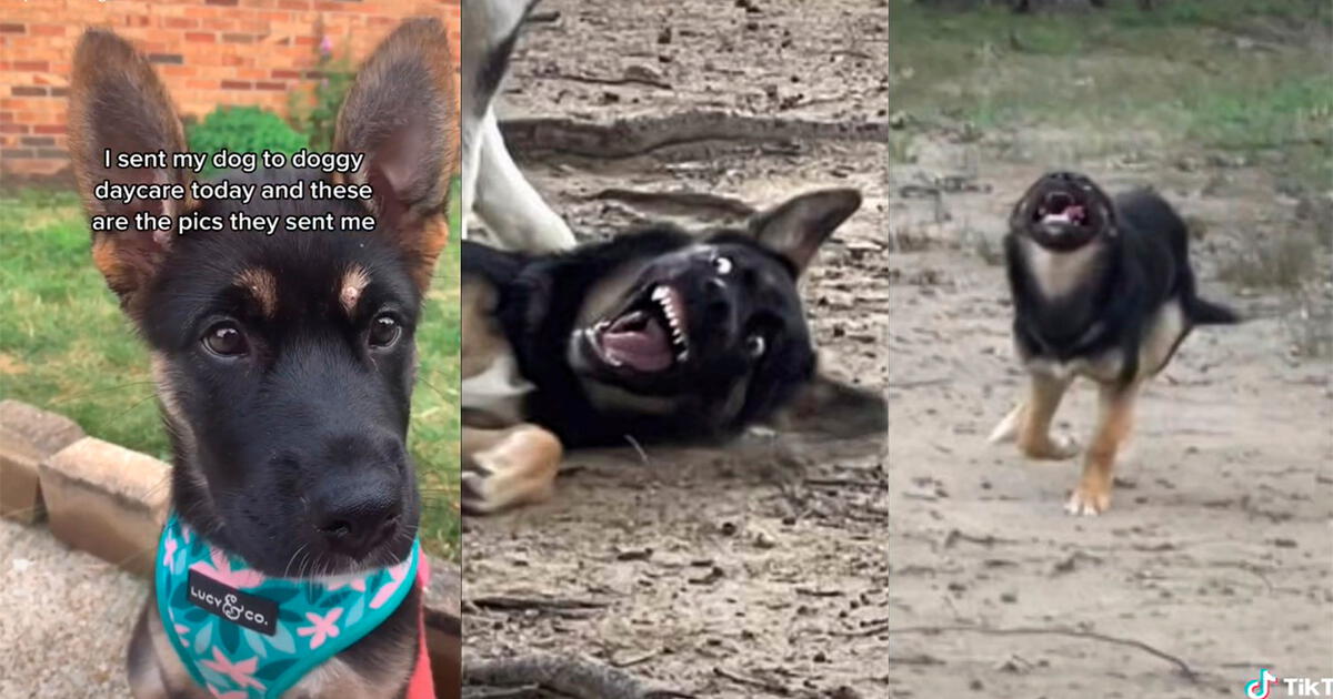 Tiktok Viral Envía A Su Perro A Una Guardería Canina Y Recibe Divertidas Fotos De Su Corta 5693