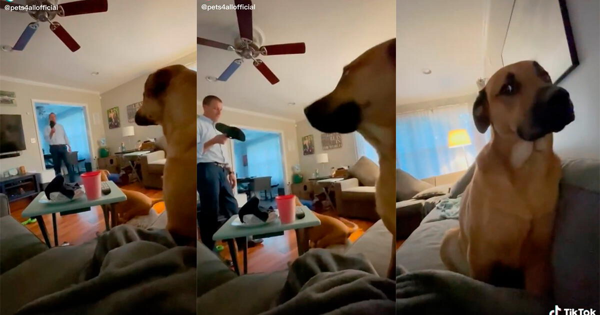 TikTok Viral: Hombre Descubre La Travesura De Su Perro Y Este Cautiva ...