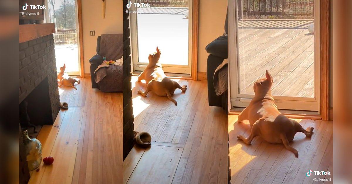 TikTok Viral: Hombre busca a su perrito y lo encuentra con tierna ...