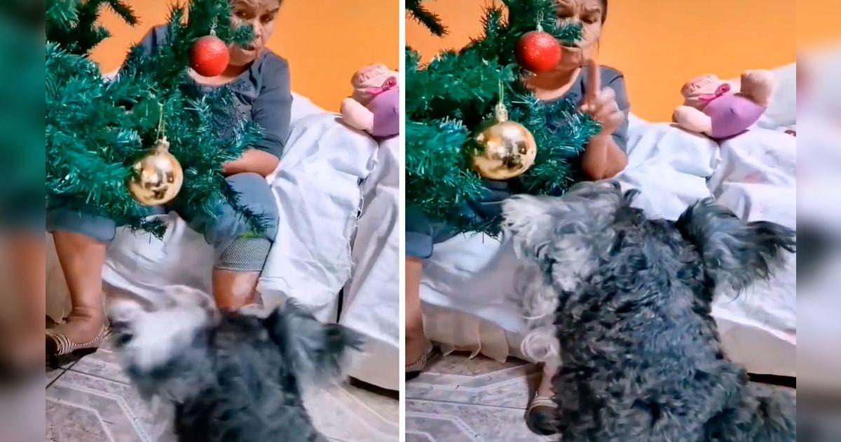 TikTok viral: adulta mayor regaña a su perrito por tocar el árbol de ...