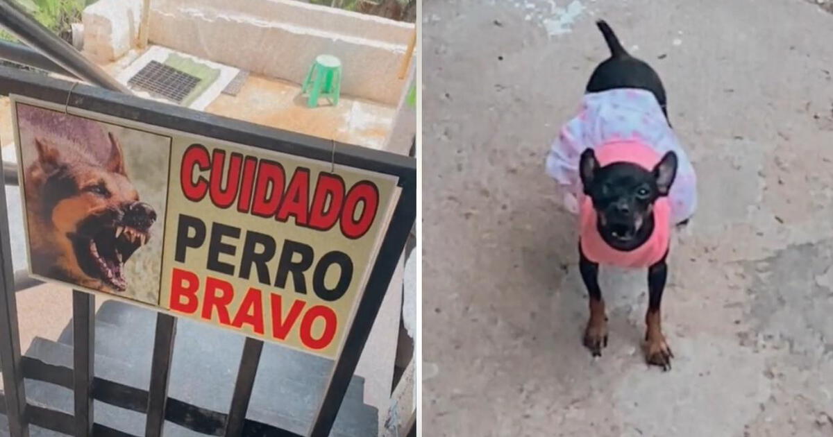 TikTok viral: colocan un cartel de advertencia por un 'perro bravo' y  aparece un chihuahueño, Tendencias