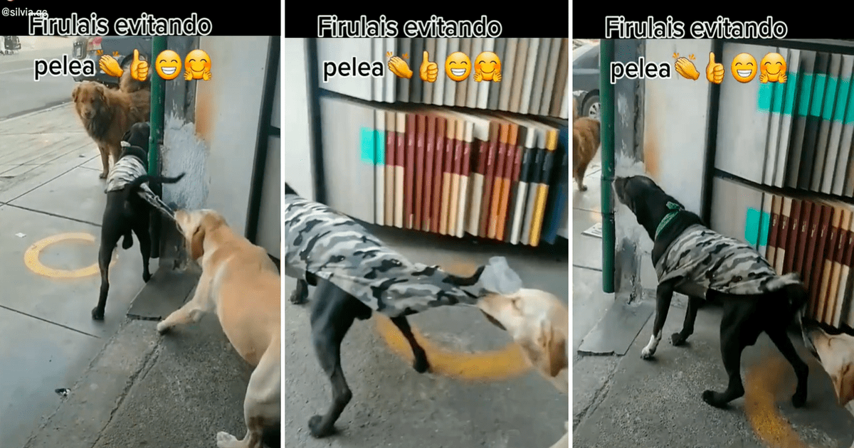 divertidas peleas de animales