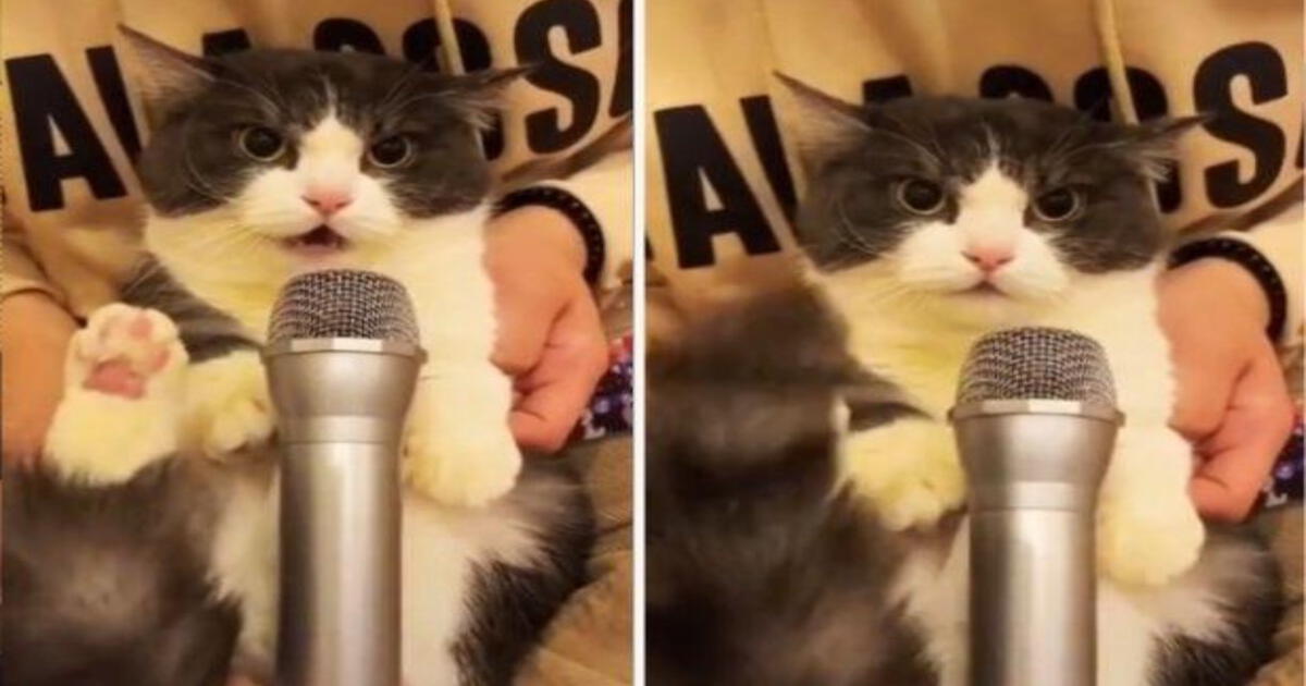 TikTok Viral: Gatito “interpreta” Una Popular Canción De Rock Y ...