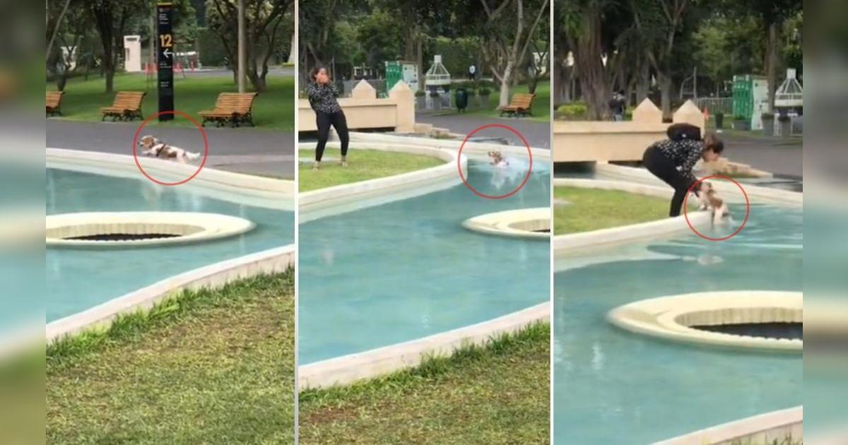 TikTok viral: perrito se lanza a una pileta del Parque de las Aguas ...