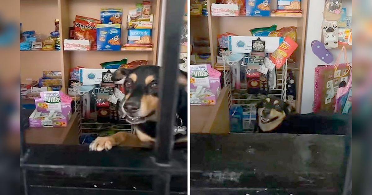 Facebook viral: perro se queda a cargo de la tienda de su dueña en su ...