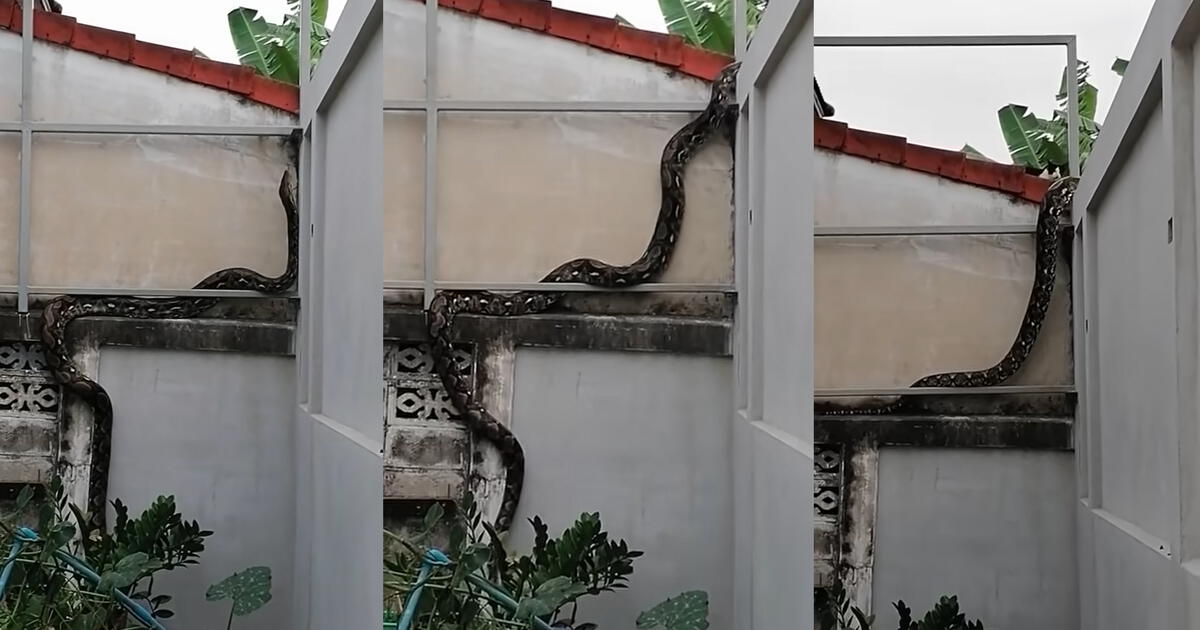 YouTube Viral: Joven Captó El Momento En Que Una Gran Serpiente Salía ...