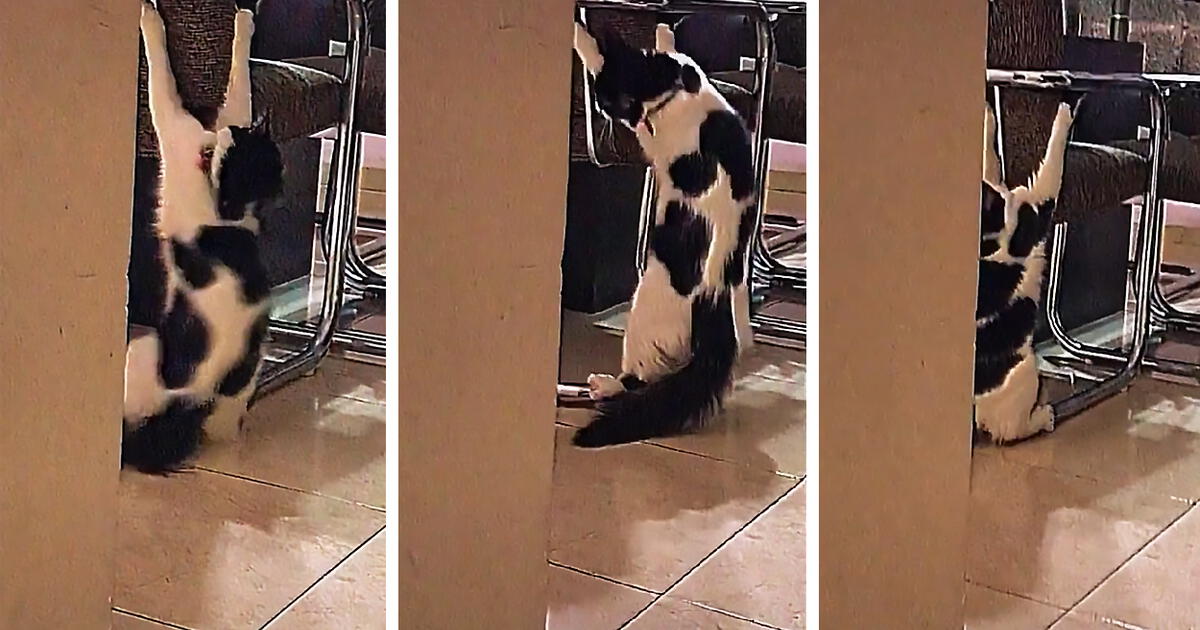 TikTok Viral: Divertido Gato Es Captado Por Su Dueña Mientras Hace Gala ...