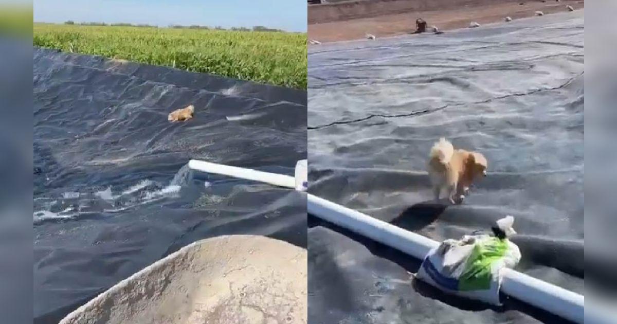 TikTok viral: hombre lleva a su perrito al campo y travieso can por ...