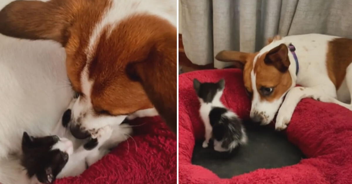 TikTok viral perrita conoce al gatito que su dueña adoptó y lo cuida como si fuera su propia