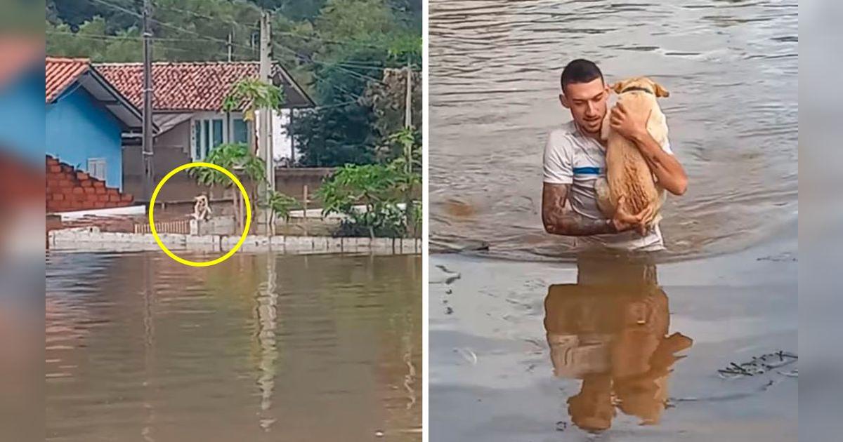 YouTube viral: hombre arriesga su vida para salvar a un perro que quedó ...