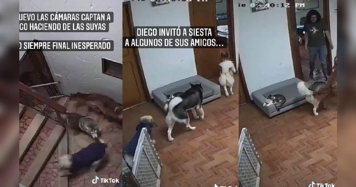 TikTok viral: perrito aprovecha descuido de su dueño y lleva a sus ...
