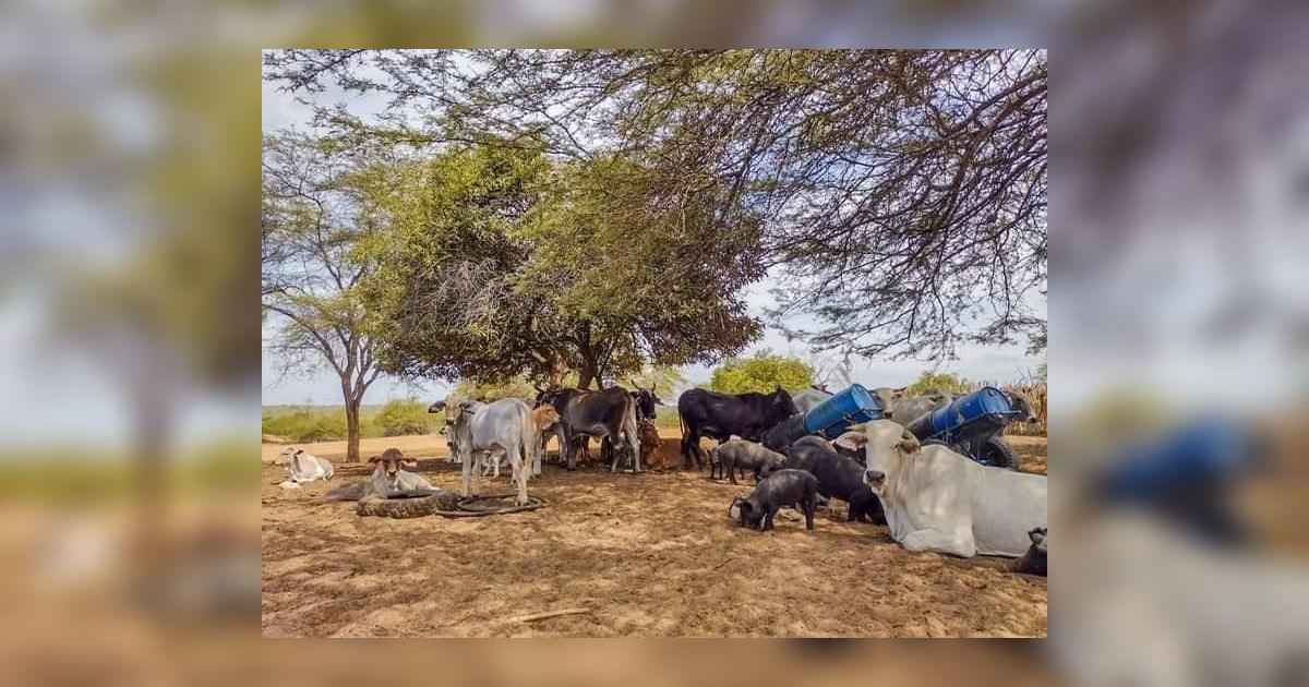 Cabezas de ganado sigue muriendo en el Alto Piura por falta de agua ...